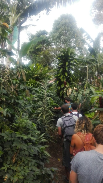 A tour through the coffee plantations at Ocasa